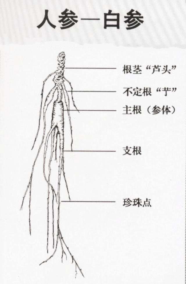 商陆|如何鉴别人参的真假