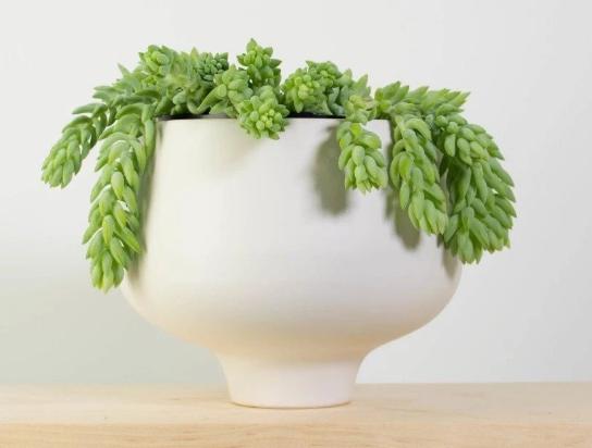 多肉玉缀怎么养？掌握“4点”，一簇簇的叶子将长得又密又粉嫩