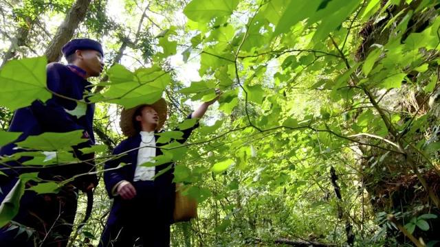 丹参|千年苗医，万年苗药：《秘境神草》第三季走进山林，体悟“猛药柔情”