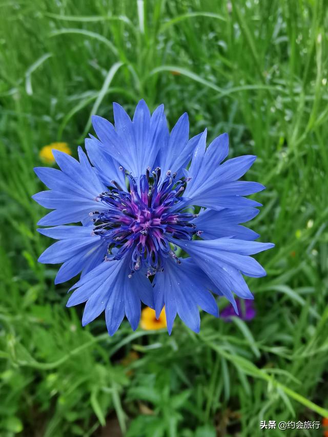 趣旅游▲五一小长假去武汉东湖绿道骑行，在百花与山水间探秘江城绮丽之春