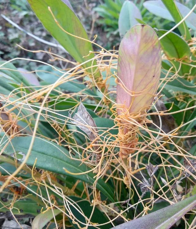 救命！入侵植物爬进院子，三年都杀不完