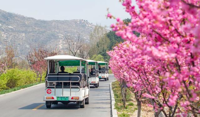 『约吗旅行』迎着春光，赴一场花海之约~