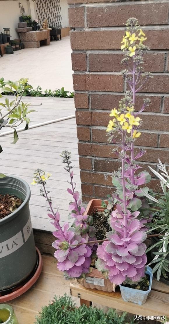 这花长得像包菜，其实是种花，零下10度都不怕，路边经常见