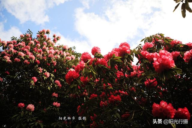 [旅行百事通]中国最大最美的高山杜鹃，没有之一（原创）@头条摄影