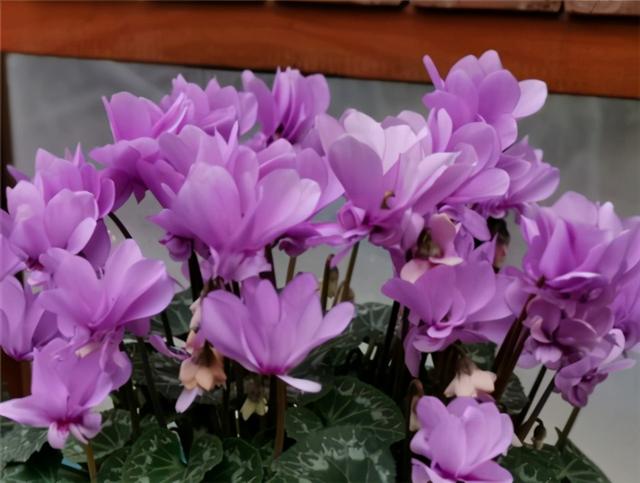 仙客来开花少？给足“肥力”，一直开到5月份