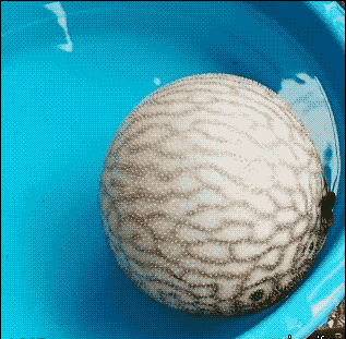 搞笑gif开心一刻:这天不错,可以吃烧烤了