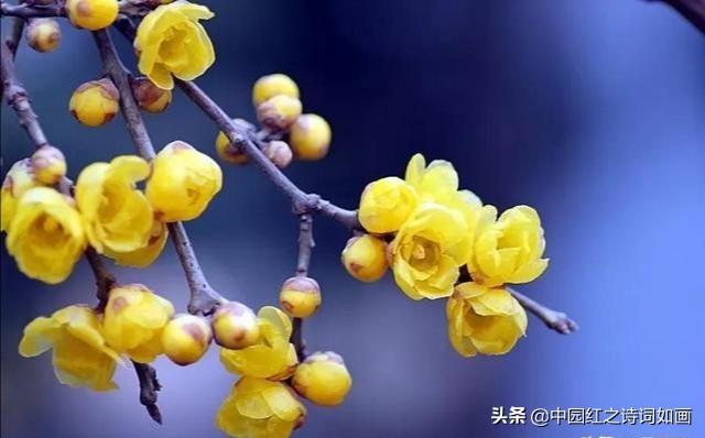 三九天，围炉煮茶静待梅花开