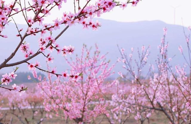 趣旅游▲栾川县陶湾镇变身“十里桃花”网红打卡地