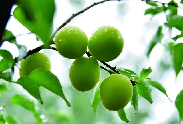 蜡梅|气温回暖，上海植物园‘两梅’腊月齐争辉
