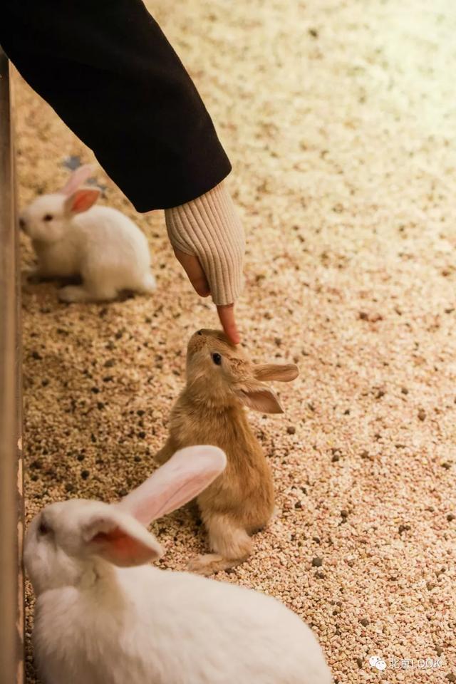 「玩乐足迹」北京首家室内动物园 · 和羊驼浣熊一起玩