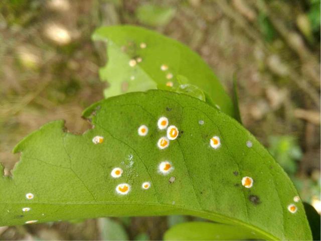 盆栽过冬难点：“防治”病虫害，根腐病、红蜘蛛、蚜虫、蚧壳虫