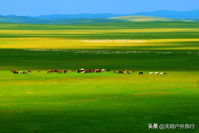 【约吗旅行】马背上奔驰100公里,在"牧草王国"呼伦贝尔大草原上撒野