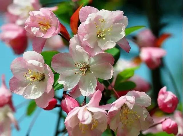 海棠|这里百余株海棠迎来盛花期