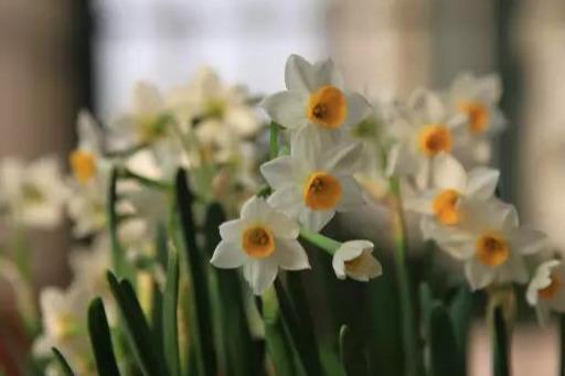 你的育儿经|这些花儿孕妇不要养