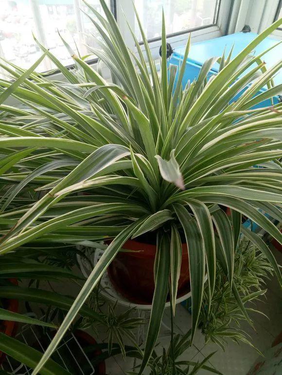 长寿花|这花就得饿着养，盆小水少，叶子越剪长得越旺！