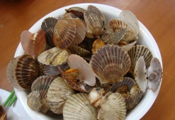 扇贝|威海春日山海滋味，等你来品