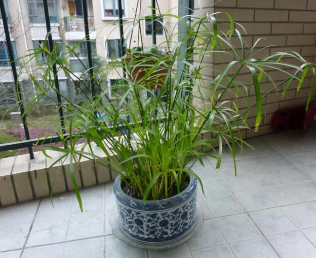 家里养上5种“竹”，吉祥“好运”，清雅大气，添福又添丁