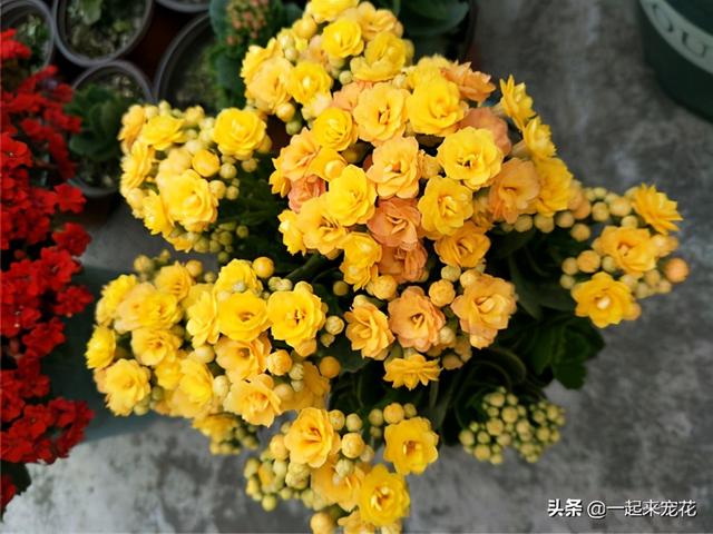 秋冬养长寿花，掌握3个技巧，开花真带劲，40天催出满枝花苞