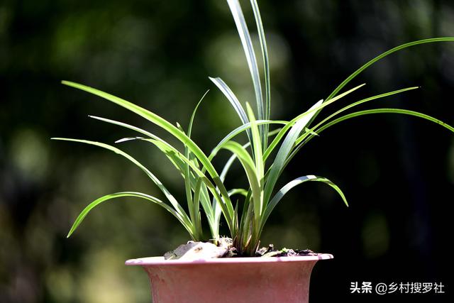 兰花快速生根的方法，不必高价买植料，15天就能出新根