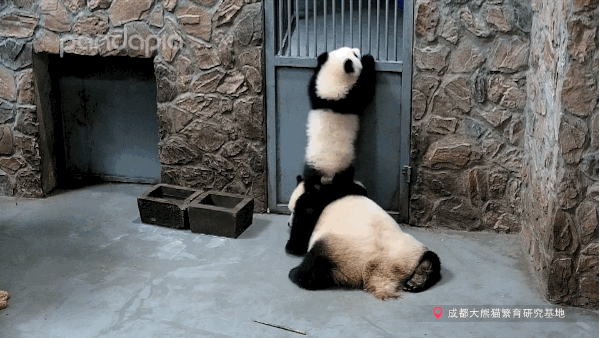 你的育儿经|出彩“滚滚”| 其实“滚滚”也有带娃的烦恼......