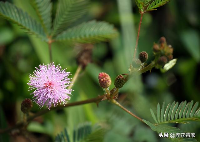 这八种花有毒，别听花店老板忽悠，再好看也不要买