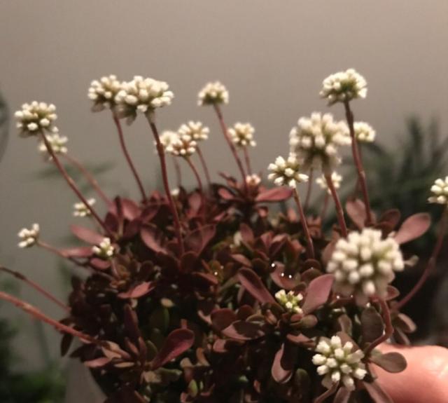 红稚儿不是红孩儿，听话好养护，晒晒太阳就变红