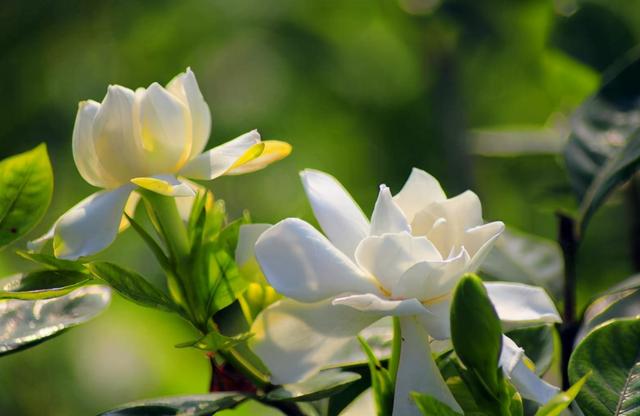 把磷酸二氢钾当作促花“神药”，要注意这几点，否则浇完只剩空盆