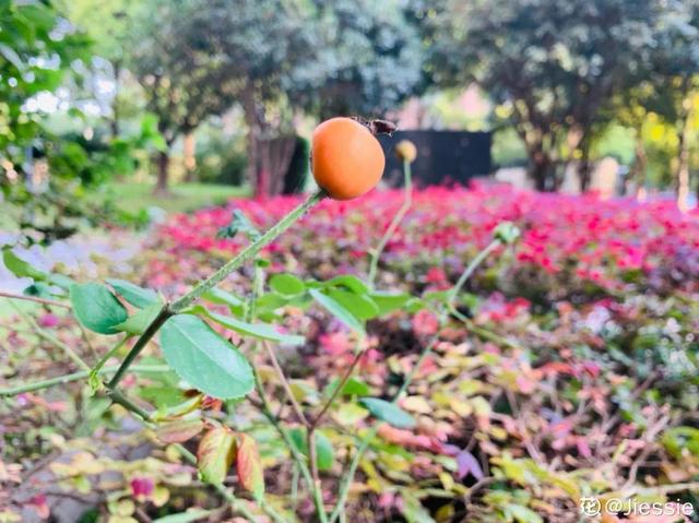 牵牛花开完别急着剪，留下黑豆子，撒土里冒了100盆