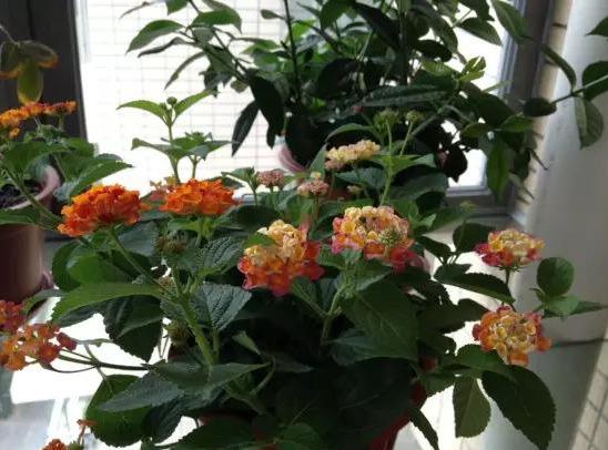 你的育儿经|这些花儿孕妇不要养