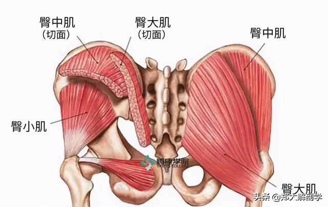 腰骶部手法治疗