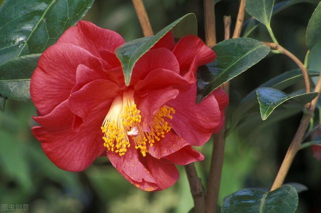 不同月份出生都有专属花，你几月出生？看看你的“命中花”是什么