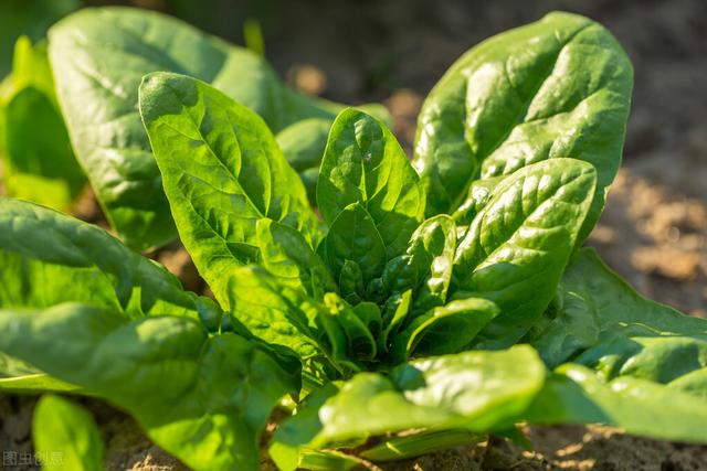 炒菠菜没焯水，难怪不好吃，教你热水下锅，菠菜翠绿爽口不发黑