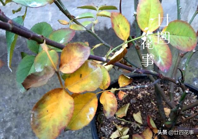 12月养月季，地栽盆栽都要“清园”，来年病虫少，花量翻几番