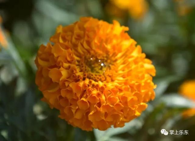 旅行柚子君■这个春天,乐东的花又开好了 趁着花期,可以出去赏花哦!