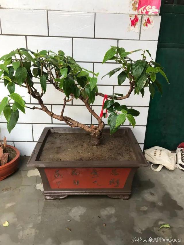 20种耐寒花，-15度冻不死，冻一冻长更好