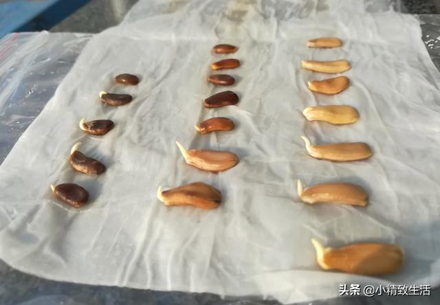 葫芦|简单7步，在阳台种小葫芦，一盆结十几个，随便盘