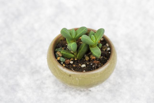 养多肉小苗，“偏心”一点，容易养成大苗