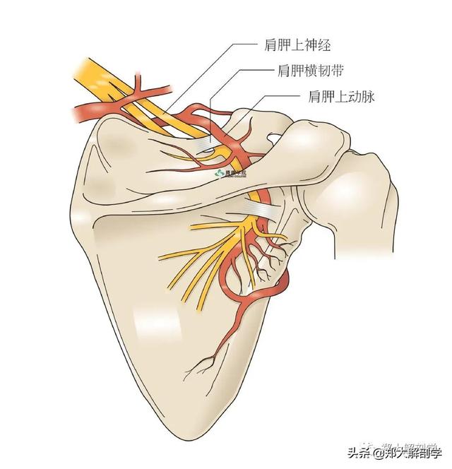 臂丛神经临床检查