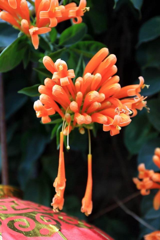 一点就炸的“炮仗”花，一串鞭炮一串红，噼里啪啦开花200天