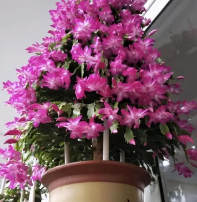 冬天养蟹爪兰，做好3点，叶子油绿，花开满盆，超漂亮