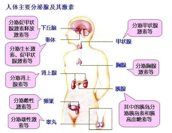 鹿晗都中年发胖了？