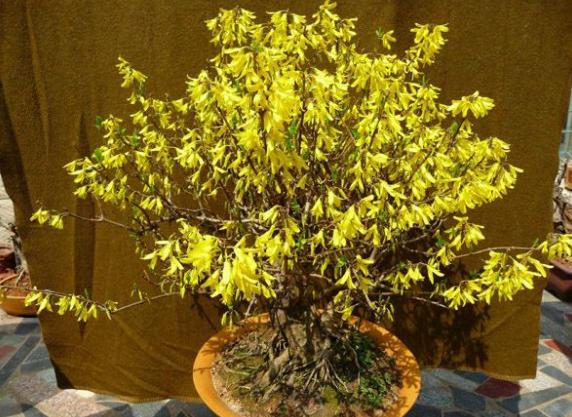 大蒜养花，防腐、防虫还能促发芽，好处多不胜举