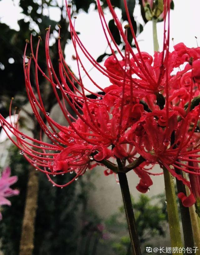 一种花，开花热烈美好，但是寓意不好，很少有人养