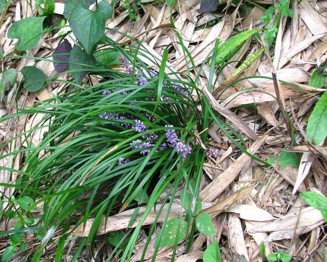 神农本草图经 | 柏实 菌桂 牡桂 天门冬 麦门冬