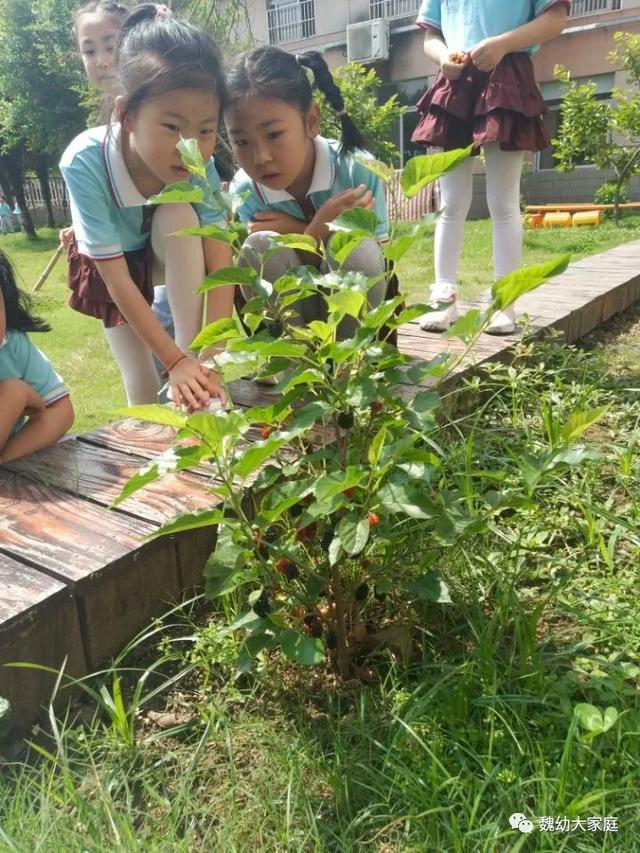超级宝妈▲魏幼开学第一天：谱写初夏乐章