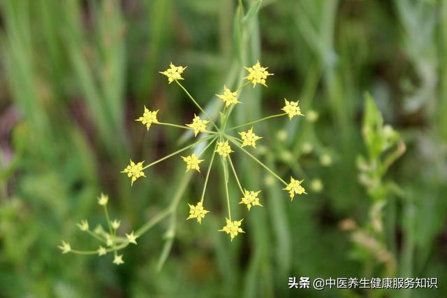 “柴胡”的功效及其应用
