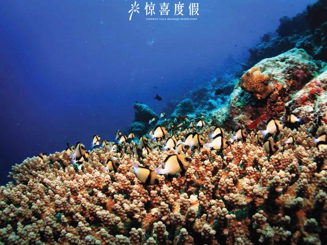 超级宝妈@带娃去马尔代夫，这6个一价全包的亲子岛屿，选它太省心了！