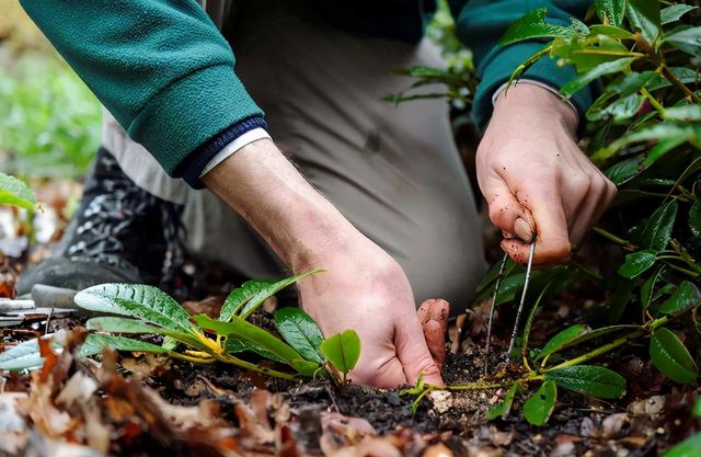 到了12月，有不少花能压条繁殖，做好这5点，扎根快服盆好
