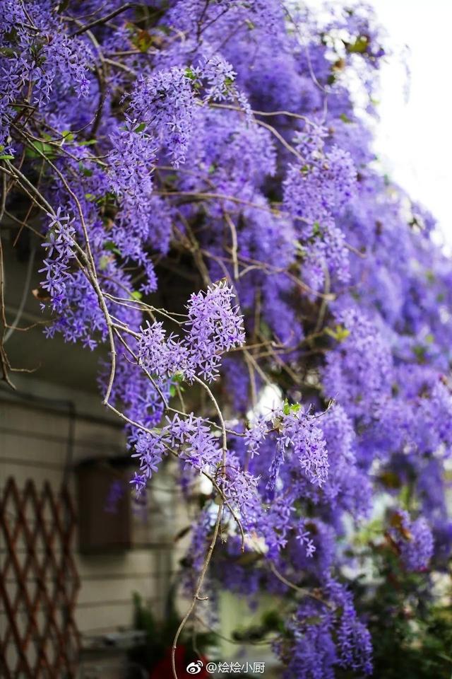 大咖分享 | 蓝色花境植物有那些？