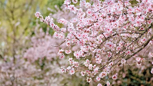 「旅行百事通」实名曝光西安这几个地方的春天，太美了…